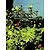 Claude Debussy: Etudes, Children's Corner, Images Book II, and Other Works for Piano