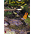Folk Songs for Solo Guitar