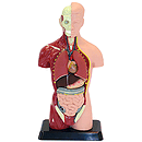 Elenco Human Torso - Small