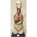 Elenco Human Torso - Large