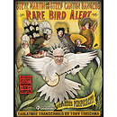 Steve Martin - Rare Bird Alert