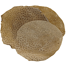 Fishskin, 10"
