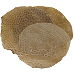 Fishskin, 10"