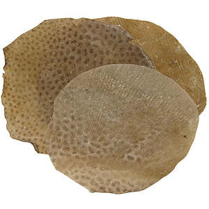Fishskin, 10"