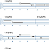 Soloing Using Triads